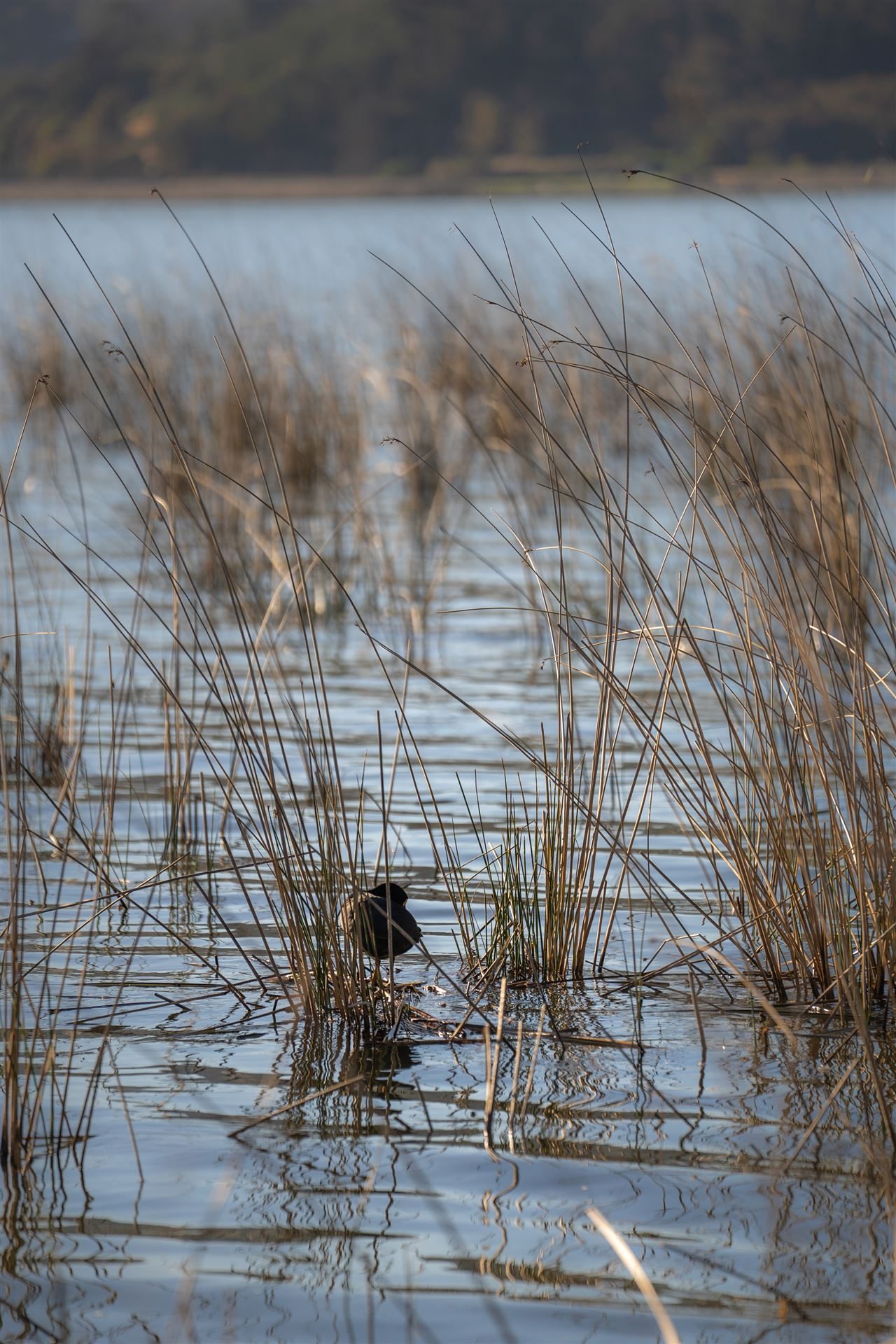 Juncos en la orilla del humedal